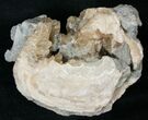 Clam Fossil with Golden Calcite Crystals - #14718-1